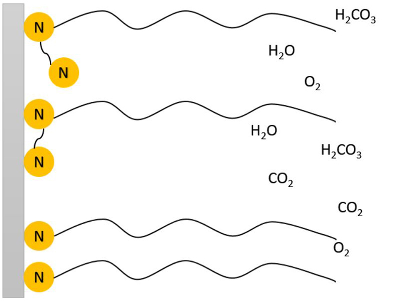 Figure 1: Illustration of monoamines and diamines preventing water and dissolved gasses reaching the metal surface.